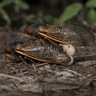 The Fungus That Turns Cicadas into Zombie Sex Machines