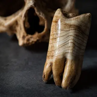 Teeth: Timeless Archives of Childhood and Migration