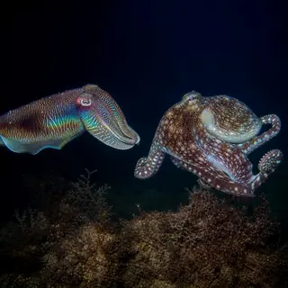 Cuttlefish: Colorblind Camouflage Masters with Skin Vision