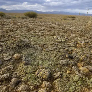 Unseen Ecosystems: The Vital Role of Biological Soil Crusts