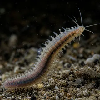 Ancient Worm Unlocks Secrets of Brain Evolution and Healing